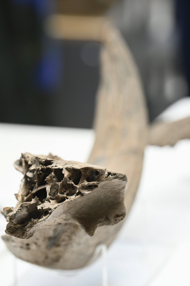 Mammoth Bones Discovered On Metro 3 Construction Site BRUSSELS, BELGIUM - FEBRUARY 16 : Press visit by Brussels State Se