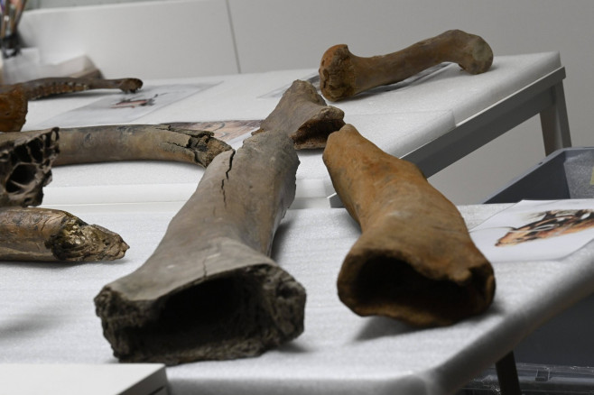 Mammoth Bones Discovered On Metro 3 Construction Site BRUSSELS, BELGIUM - FEBRUARY 16 : Press visit by Brussels State Se