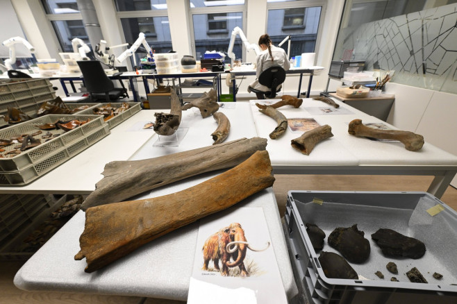 Mammoth Bones Discovered On Metro 3 Construction Site BRUSSELS, BELGIUM - FEBRUARY 16 : Press visit by Brussels State Se