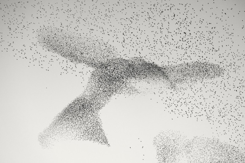 Fotografia virală pentru care un român a fost premiat la un renumit concurs internațional. "Mulți spun că e o balenă sau un dragon"