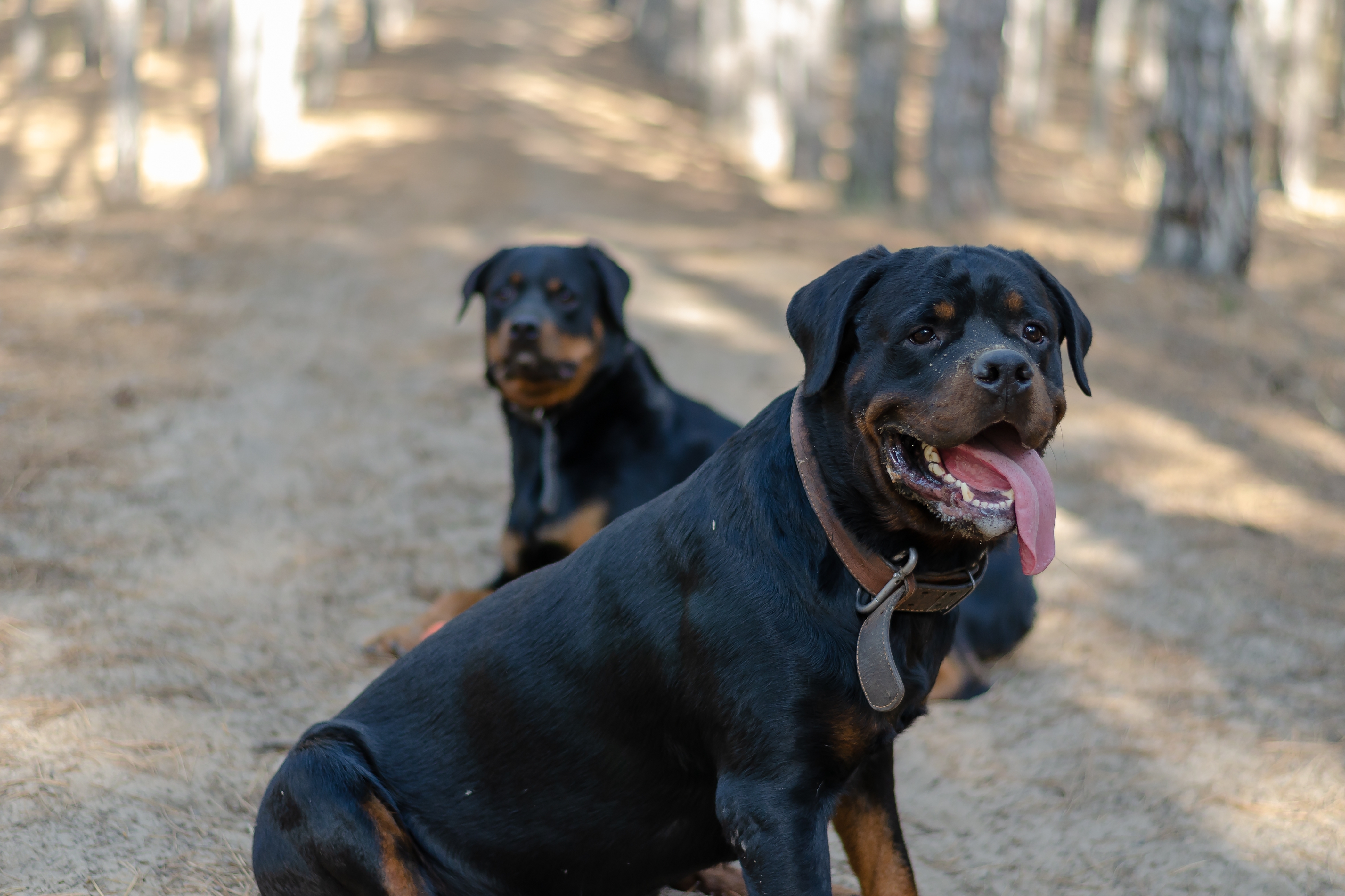 Un bărbat care alerga în parc a fost atacat și ucis de 3 câini din rasa Rottweiler, lângă Roma