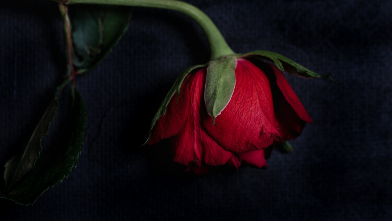 Single,Red,Rose,With,Dark,Tones,And,Already,Slightly,Wilted