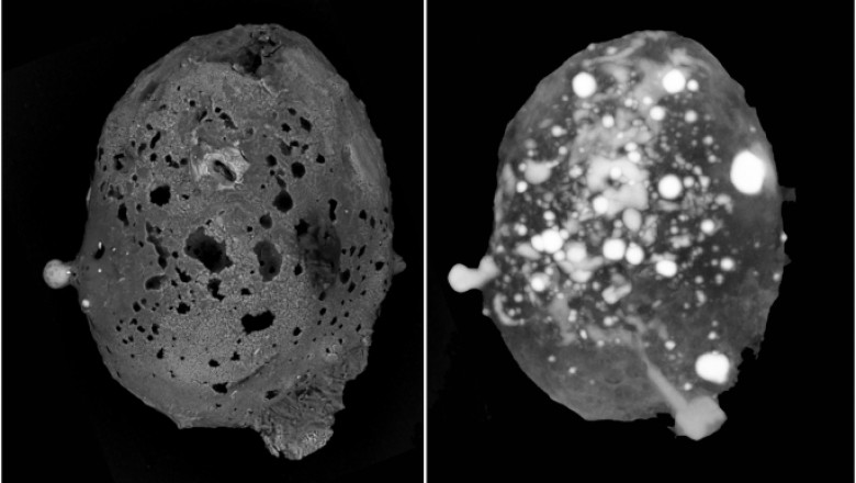 Unul dintre cei mai rari meteoriţi de pe Pământ, descoperit în Italia.