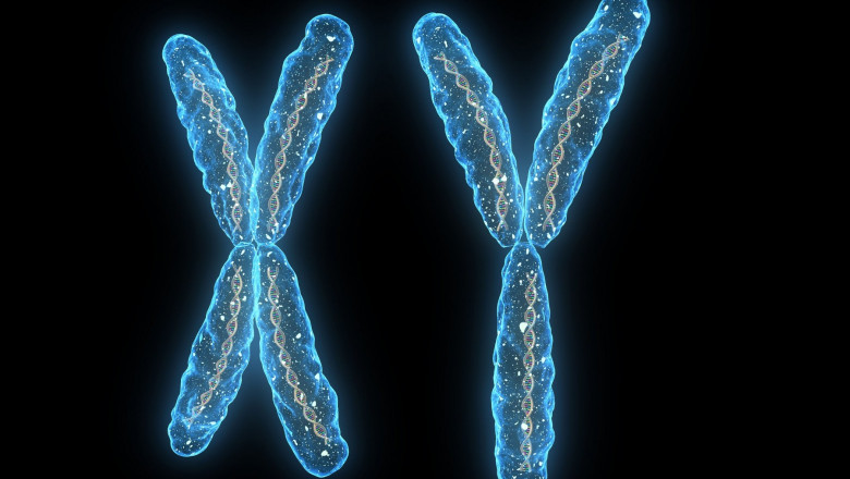 Cromozomi umani X și Y.