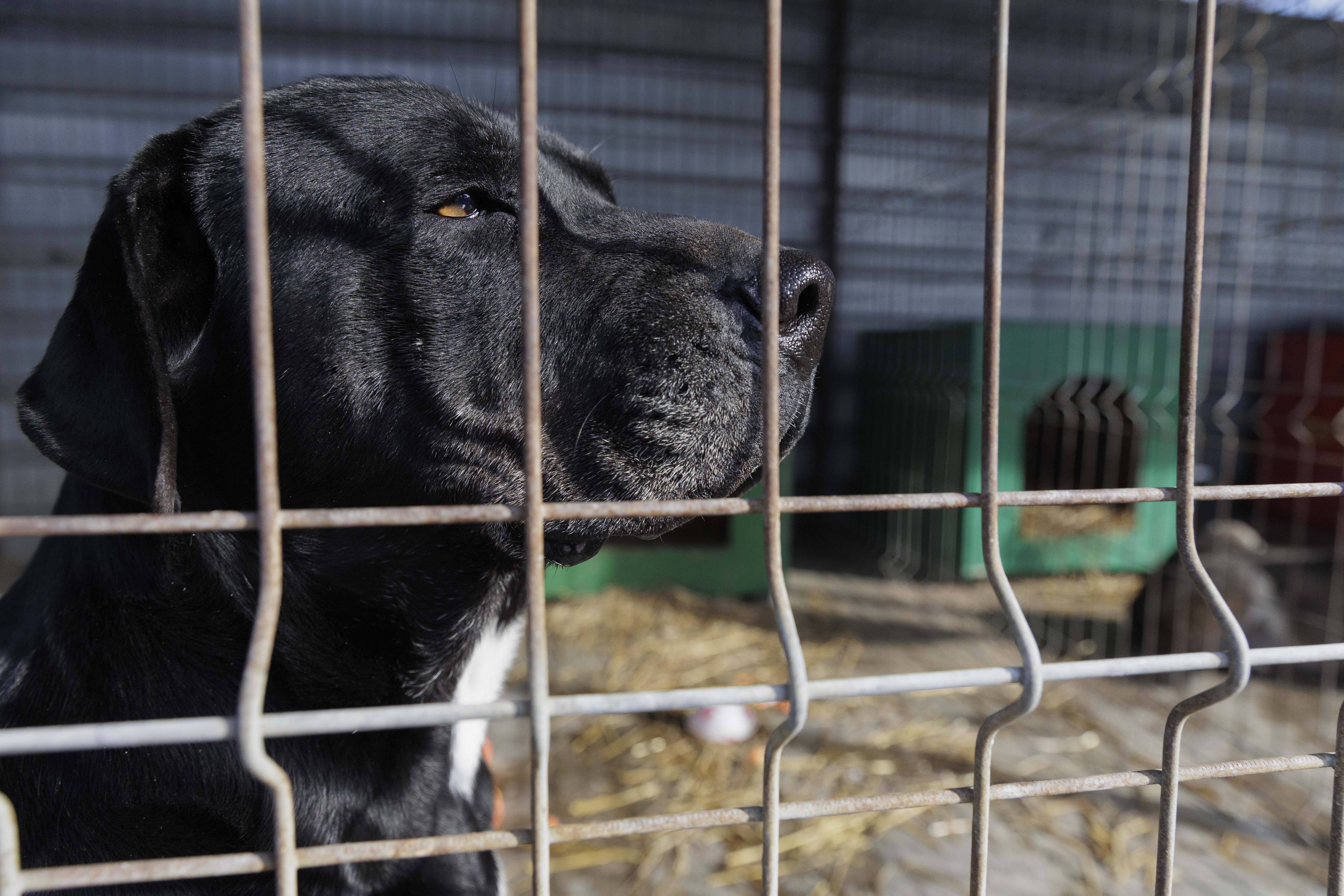 Stăpânii câinilor periculoși trebuie să plătească o asigurare anuală. Pentru ce rase este obligatorie măsura