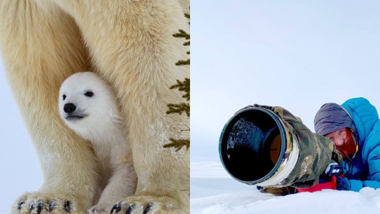 colaj pui de urs polar si fotograf