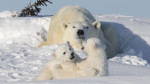 ursi-polari (1)