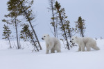ursi-polari (2)