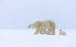 ursi-polari (7)