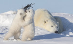 ursi-polari (4)