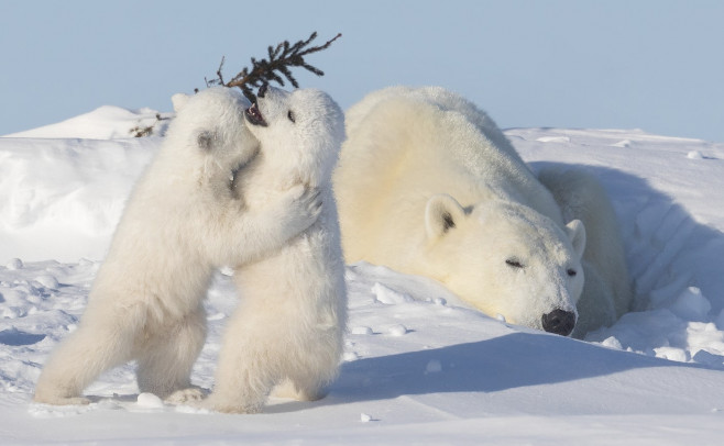 ursi-polari (4)