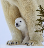 ursi-polari (6)