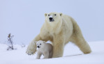 ursi-polari (10)