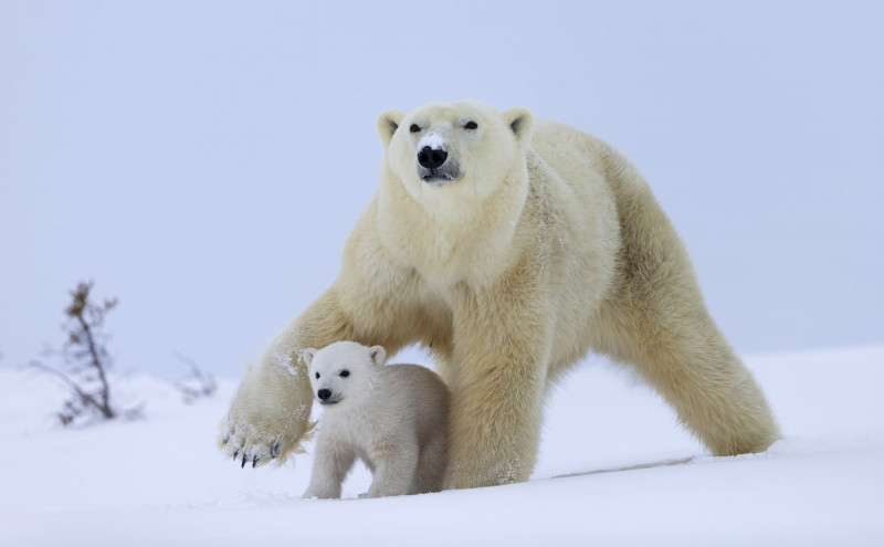 ursi-polari (10)