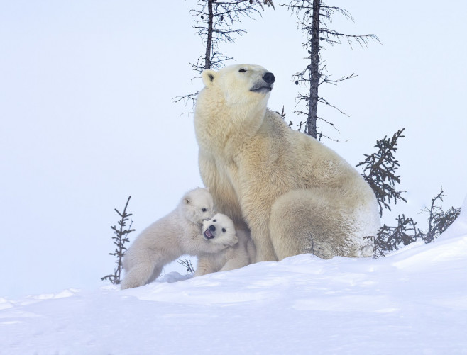 ursi-polari (12)