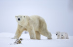 ursi-polari (14)