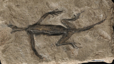 Fosila falsă a speciei de reptilă Tridentinosaurus antiquus