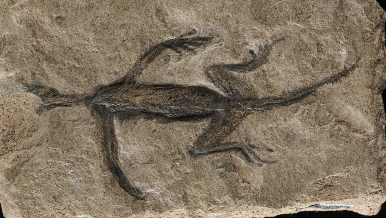 Fosila falsă a speciei de reptilă Tridentinosaurus antiquus