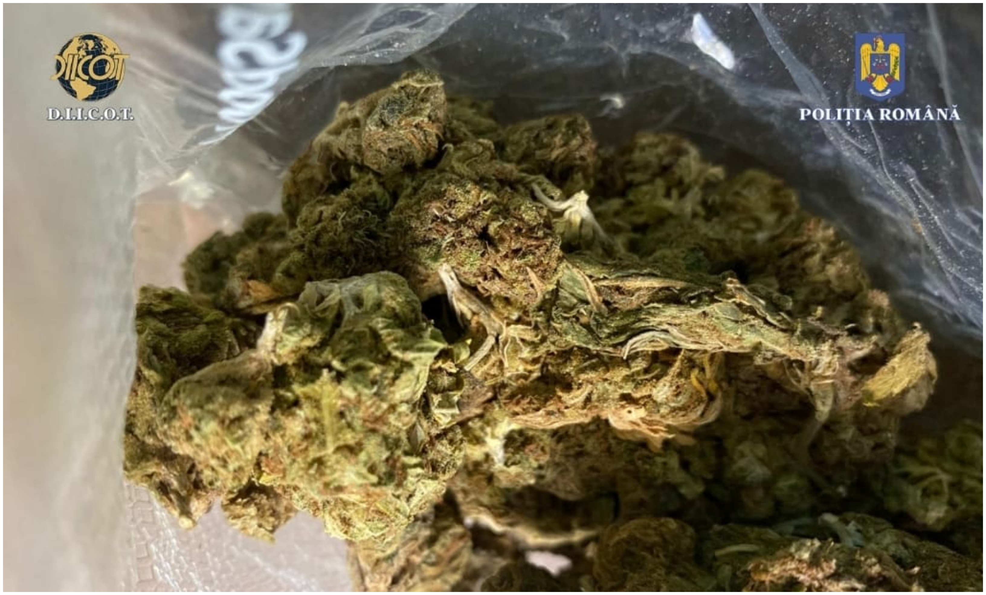 Droguri trimise din Spania prin curier. Doi traficanți, prinși în flagrant în timp ce vindeau un kilogram de canabis