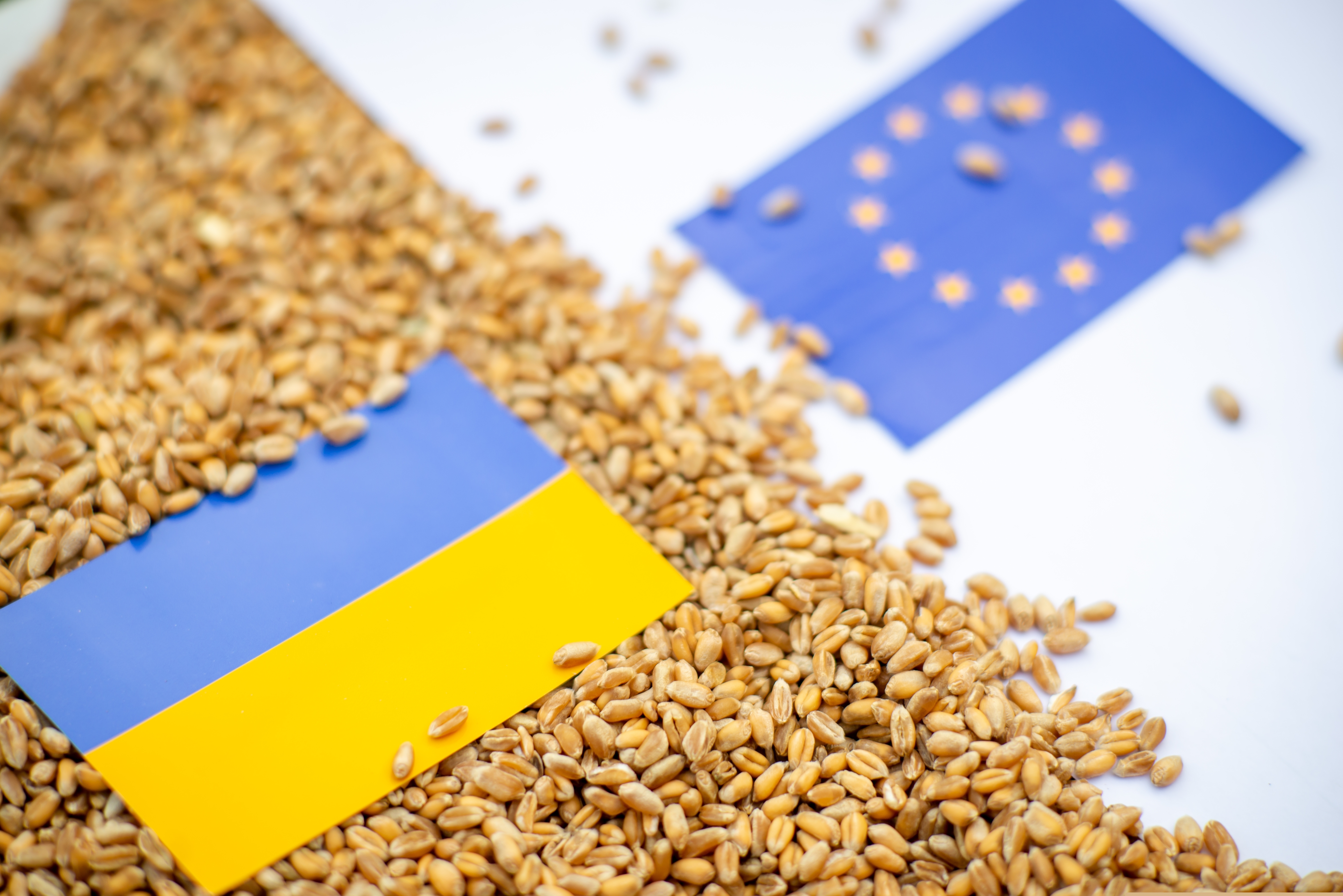 FT: Ucraina e dispusă să accepte restricții pentru cerealele sale, ca să-i calmeze pe fermierii din Polonia: „Rusia e cea vinovată”