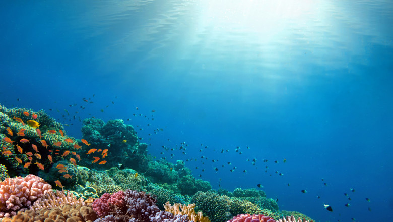recife de corali in ocean