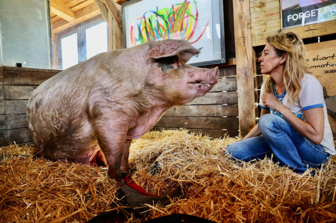 THE PASSING OF PIGCASSO, MILLIONAIRE PIG ARTIST