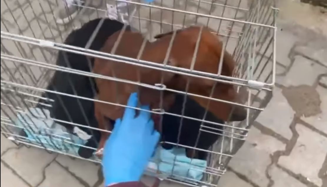 61 de câini, găsiţi într-o gospodărie din Alba. Proprietara a fost amendată cu 12.000 de lei