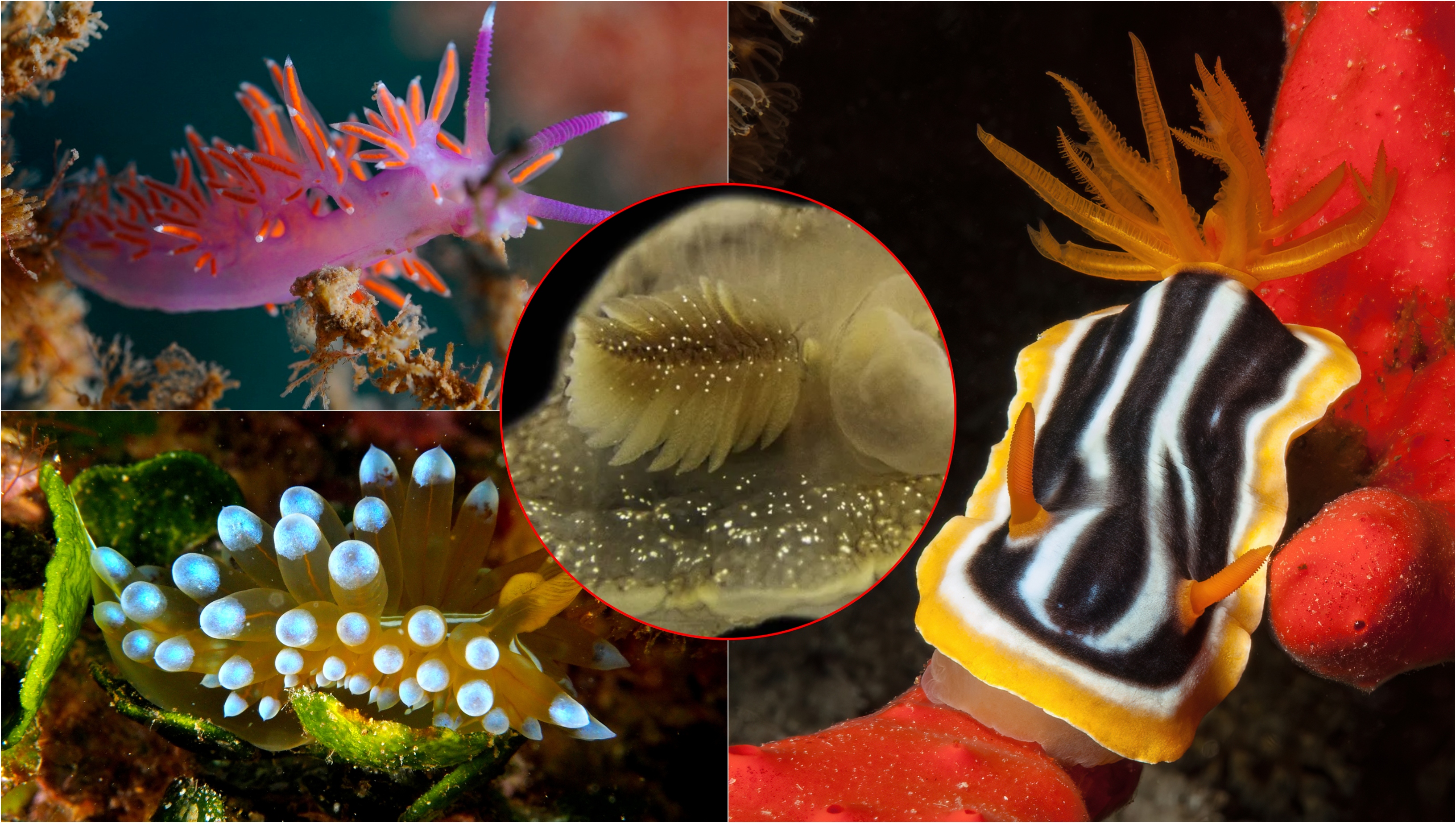 O creatură marină misterioasă a fost descoperită în apele Marii Britanii: Este una dintre „multele secrete neexplorate ale oceanului”