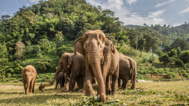 turma de elefanti