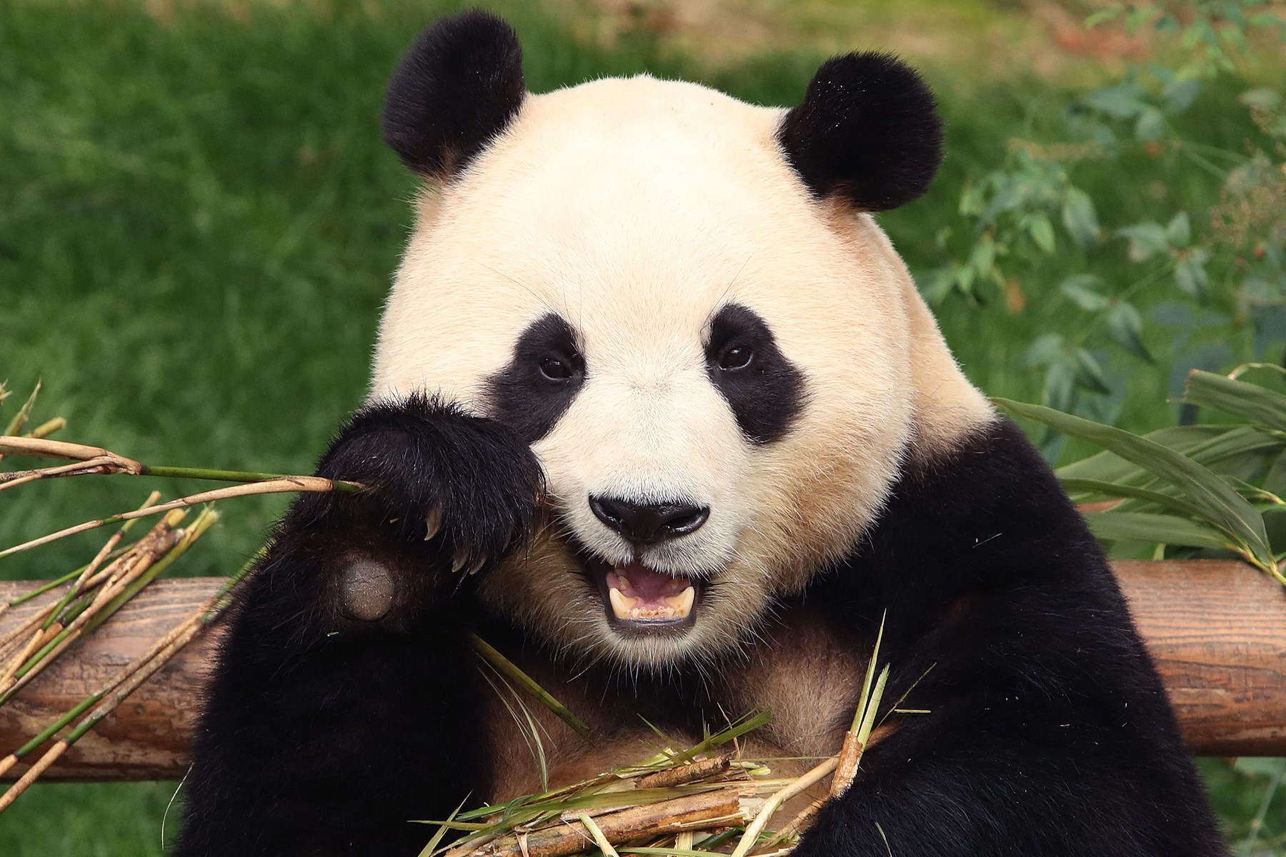 Mii de sud-coreeni au stat la coadă pentru a-și lua adio de la un urs panda uriaș care se va întoarce în China 