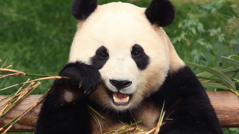 fu bao urs panda uriaș