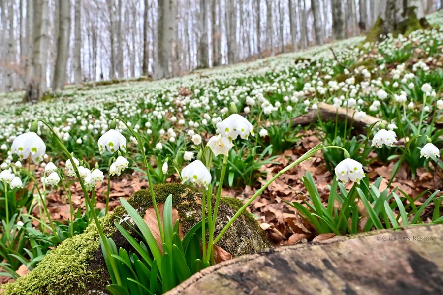 Romsilva cere turiștilor să nu mai rupă ghioceii din unul dintre cele mai frumoase parcuri naturale din România