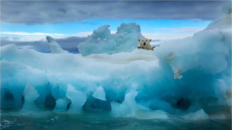 Urs polar urcat pe banchiza din Oceanul Arctic