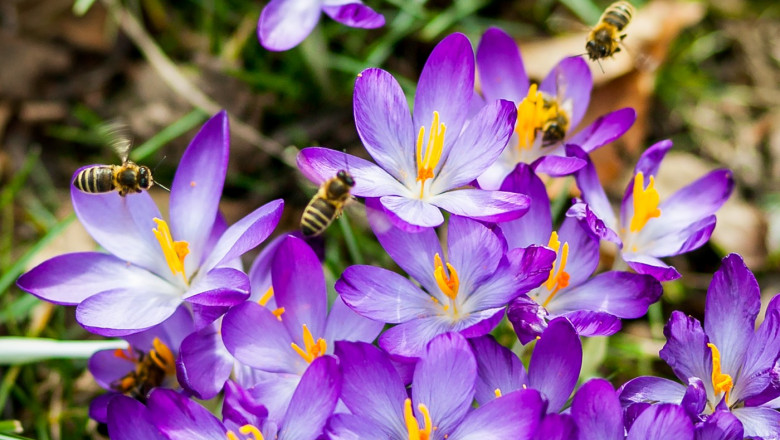 flori mov si albine care roiesc in jurul lor