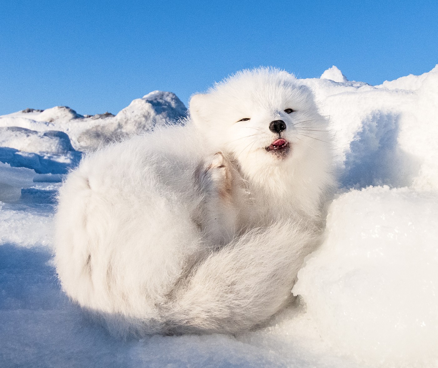 Imagini superbe cu o vulpiță polară care a tras un pui de somn la soare