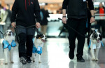 Therapy Dog Project launches in Istanbul Airport