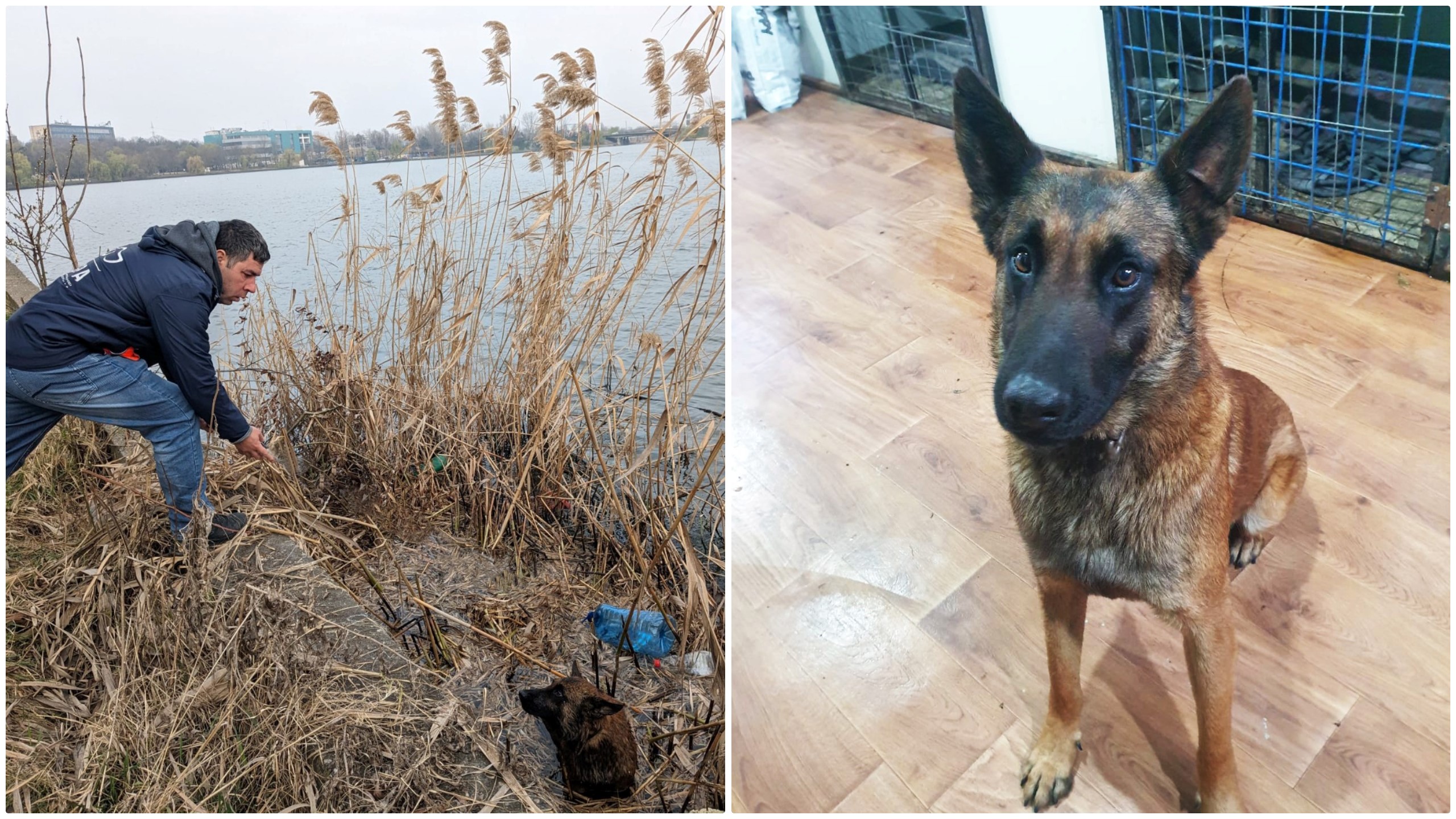 Un câine ciobănesc belgian Malinois a fost salvat de ASPA din Lacul Pantelimon. Are microcip și i se caută stăpânii