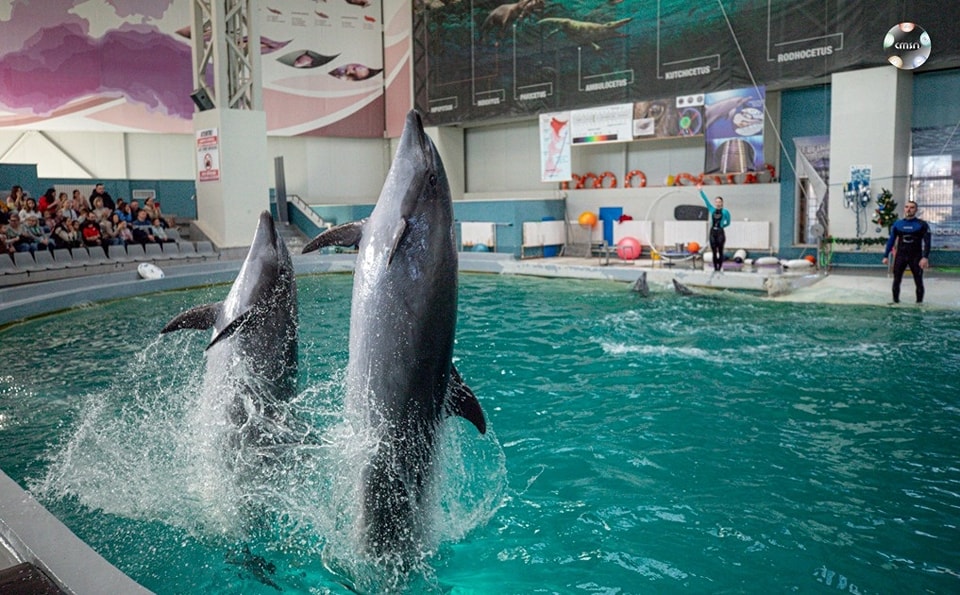 Primul pui de delfin născut în captivitate în România a venit pe lume la Delfinariul din Constanța