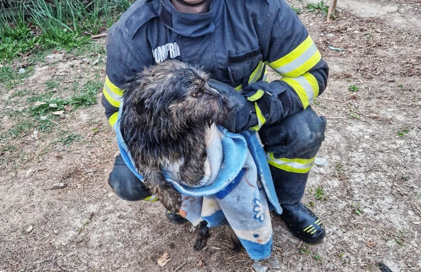 VIDEO. O căţeluşă care căzuse într-o fântână, salvată de pompieri