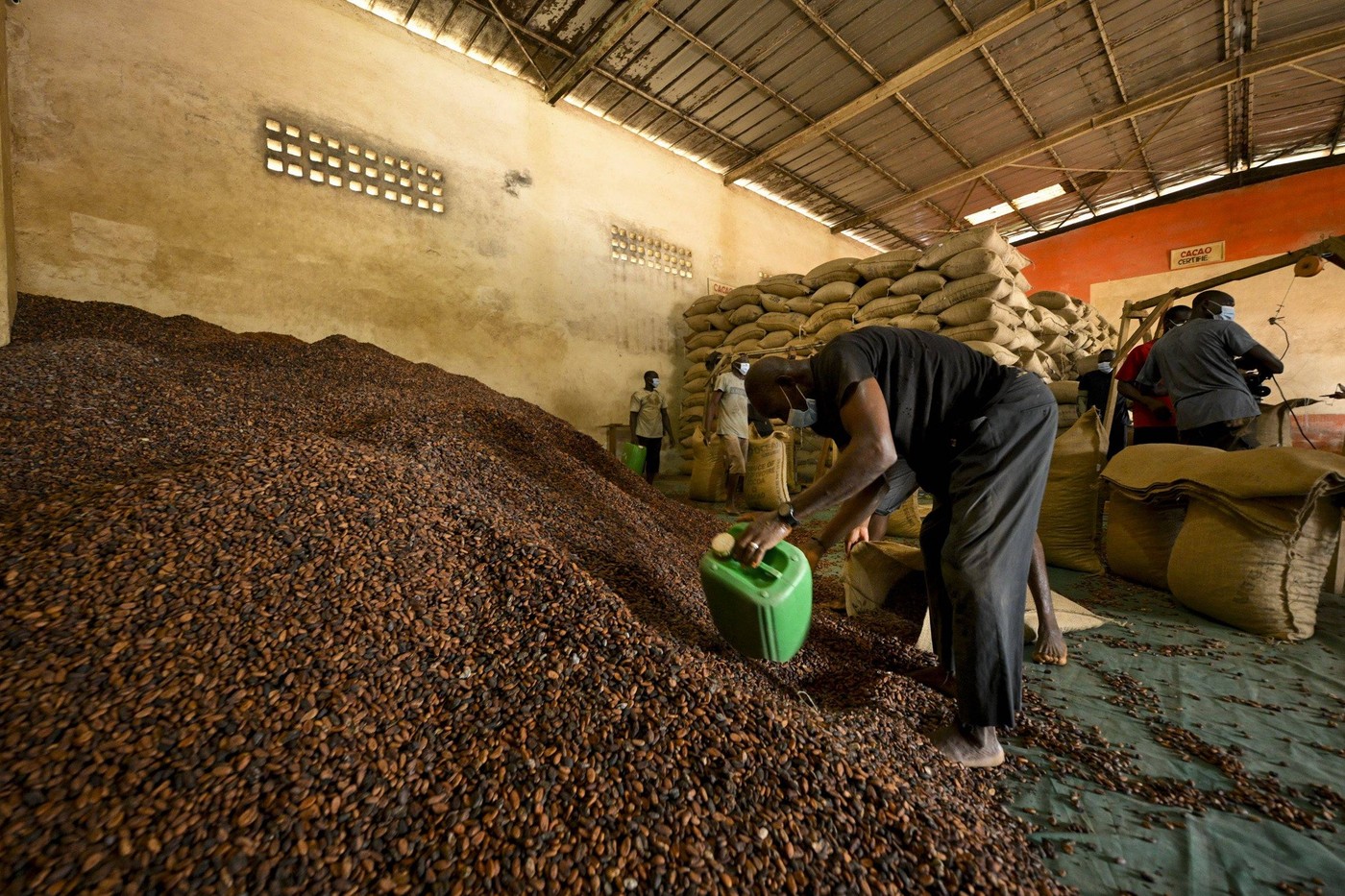 Boabele de cacao au ajuns la un preț record, de peste 10.000 de dolari pe tonă