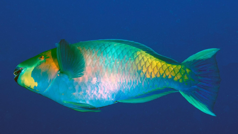 A Rusty Parrotfish (Scarus ferrugineus) in the Red Sea