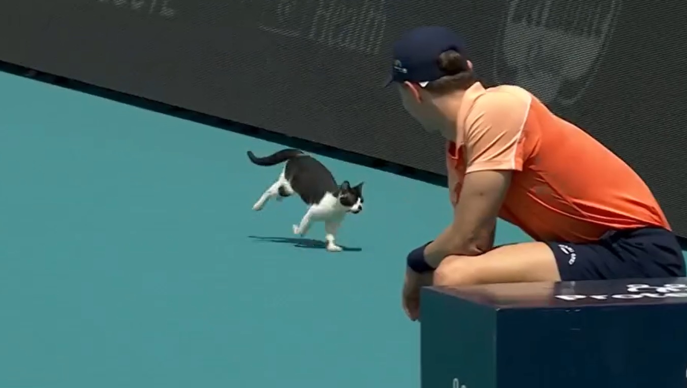 VIDEO Intrusul de la Miami Open. O pisică a întrerupt meciul dintre Venus Williams și Diana Shnaider