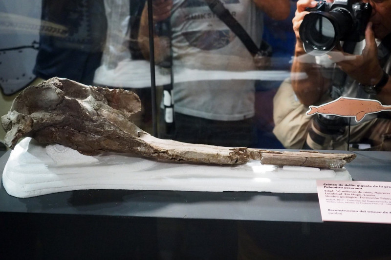 Pebanista Yacuruna the Largest Fossil Dolphin in the Peruvian Amazon