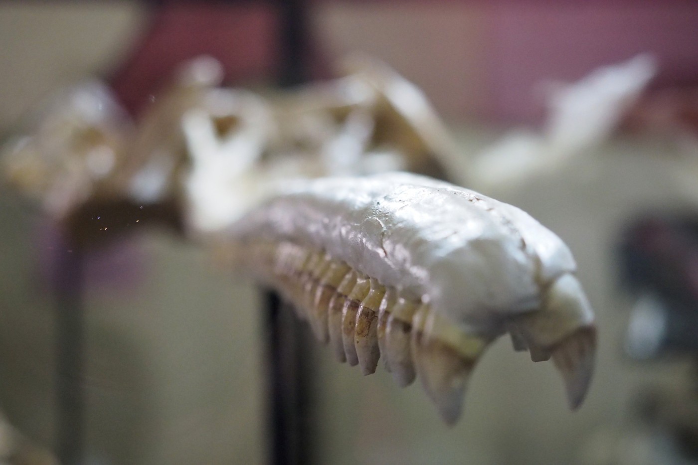 Un craniu vechi de 16 milioane de ani a fost descoperit în Peru. Aparține unui delfin uriaș, care s-ar fi „mutat” din ocean în râu