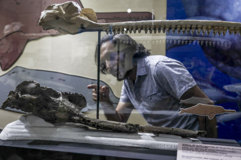 Ancient giant river dolphin species discovered in Peruvian Amazon