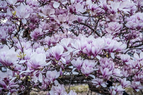 Cea mai bătrână magnolie din București are peste 100 de ani. Unde poate fi fotografiată și care e legenda ei