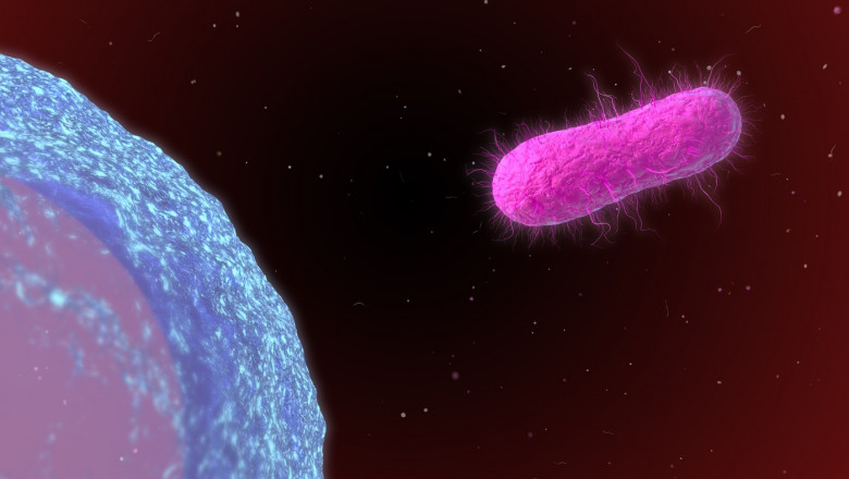 Salmonella bacterium and cell, illustration