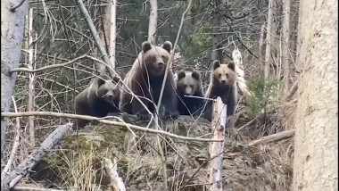 ursoaică cu pui într-o pădure