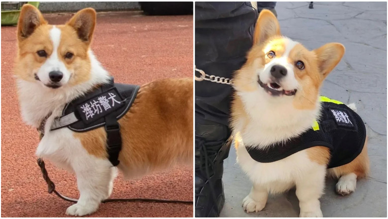 corgi