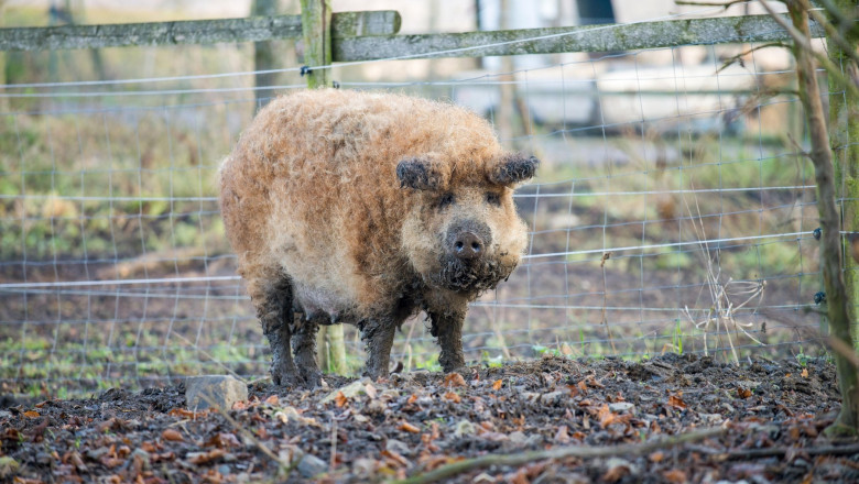 Mangalitsa